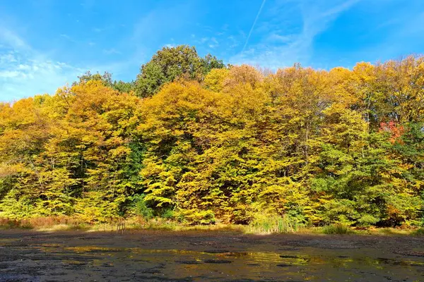 Paisaje Otoñal Con Hermosos Árboles Bosque —  Fotos de Stock