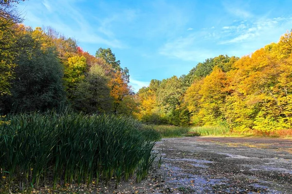 Beautiful Autumn Landscape Bright Trees — Fotografia de Stock