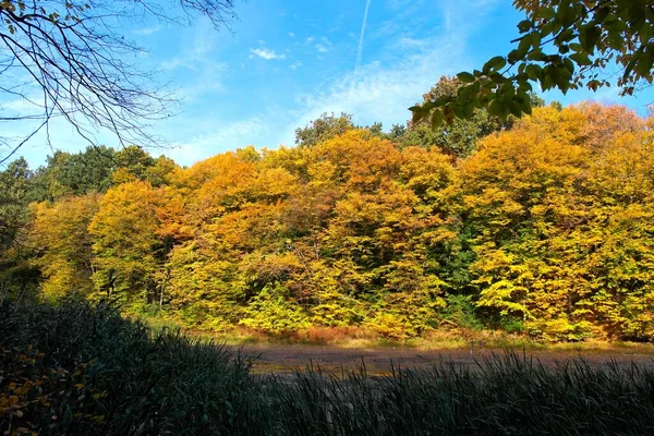 Beautiful Autumn Landscape Bright Trees — Fotografia de Stock