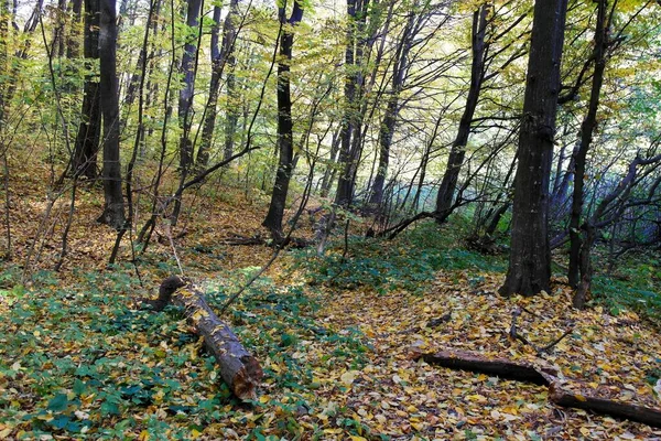 Prachtig Uitzicht Herfstbos — Stockfoto