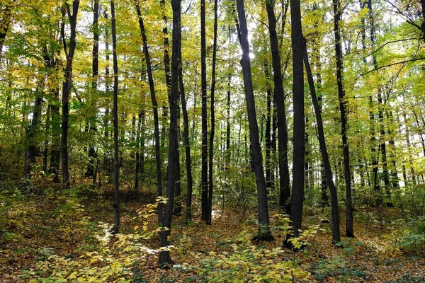 Bela Paisagem Floresta Outono — Fotografia de Stock