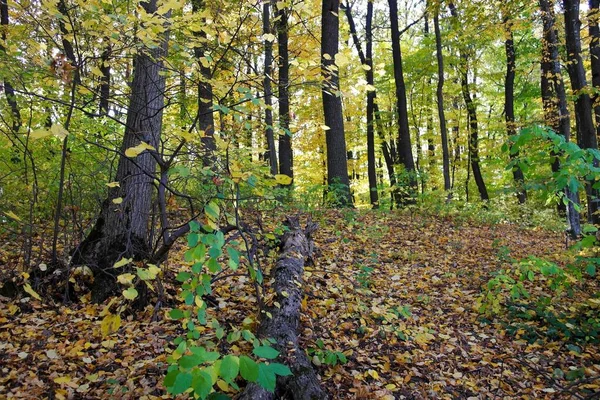 Schöne Landschaft Des Herbstwaldes — Stockfoto