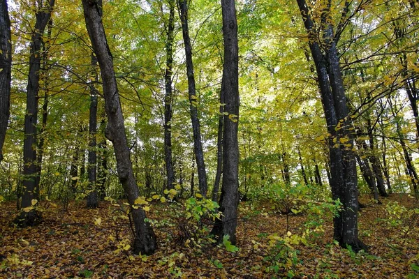 Sonbahar ormanlarının güzel manzarası 