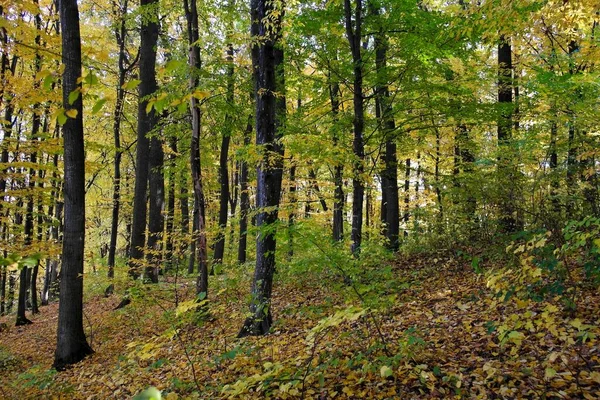 Beau Paysage Forêt Automne — Photo