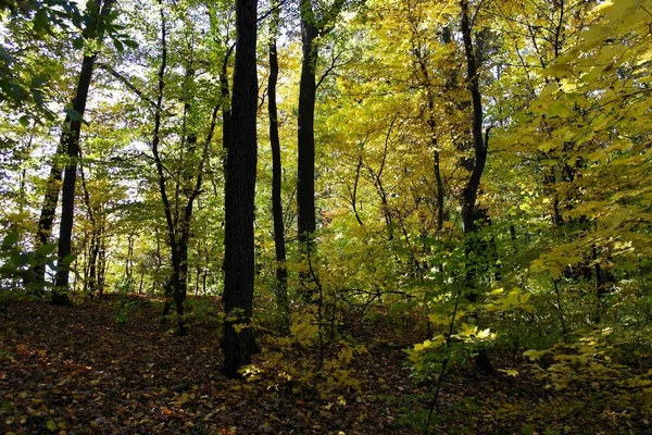 秋天森林的美丽景色 — 图库照片