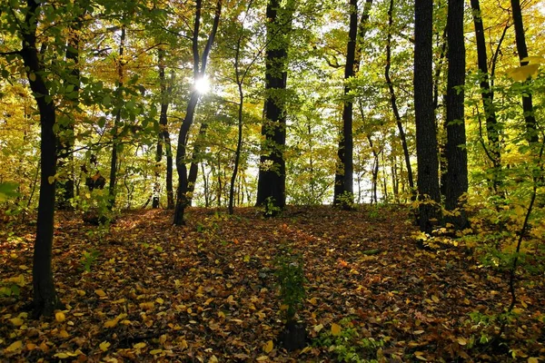 Sonbahar ormanlarının güzel manzarası 