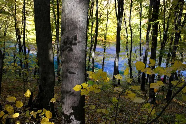 Beau Paysage Forêt Automne — Photo