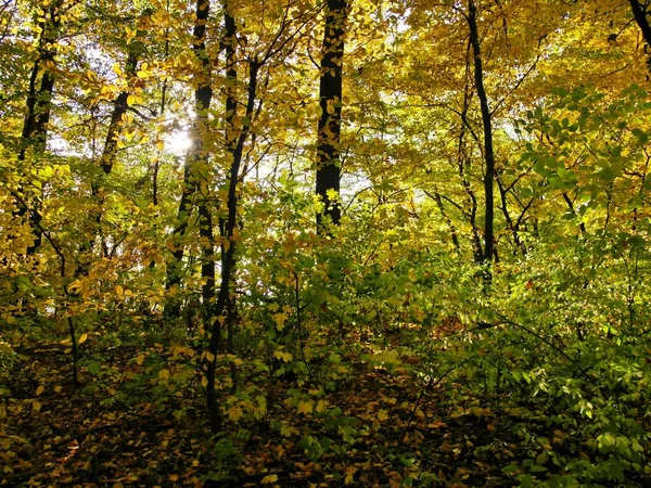 Sonbahar ormanlarının güzel manzarası 