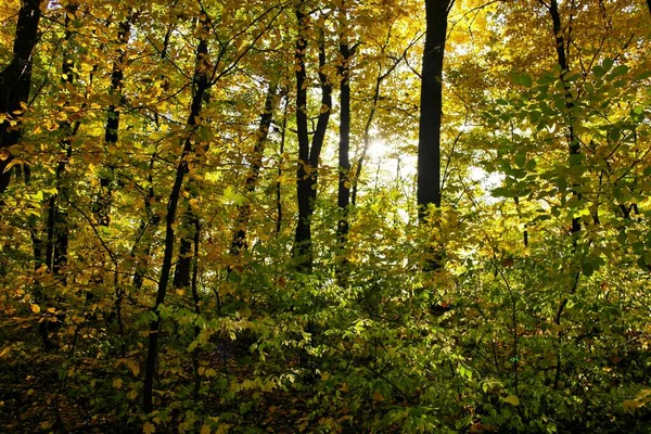 Güzel sonbahar ormanı manzarası