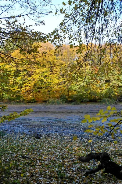 Paisaje Otoñal Con Hermosos Árboles Bosque —  Fotos de Stock