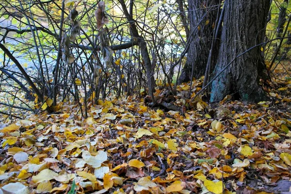 公园里秋天的落叶 — 图库照片