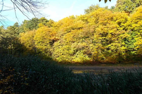 Paisaje Otoñal Con Hermosos Árboles Bosque —  Fotos de Stock