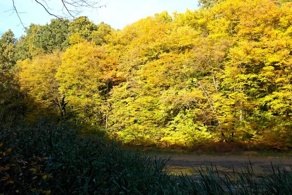 Φθινοπωρινό Τοπίο Όμορφα Δέντρα Στο Δάσος — Φωτογραφία Αρχείου