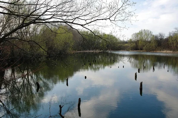 Gyönyörű Táj Tavasszal Erdő — Stock Fotó