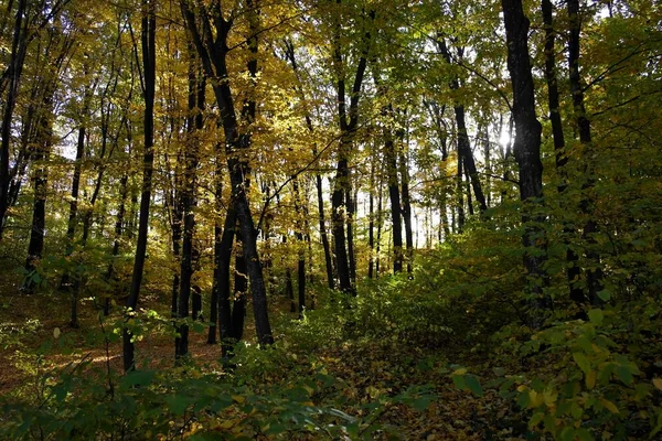 Schöner Blick Auf Den Herbstwald — Stockfoto