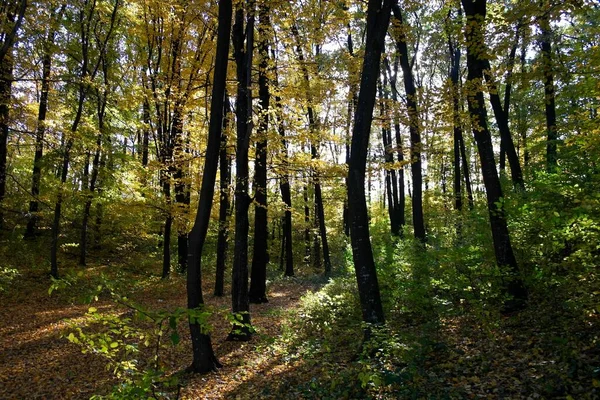 Krásná Krajina Podzimního Lesa — Stock fotografie