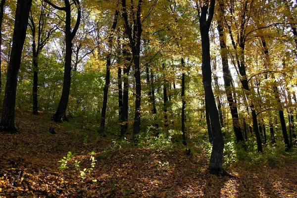 Sonbahar ormanlarının güzel manzarası 
