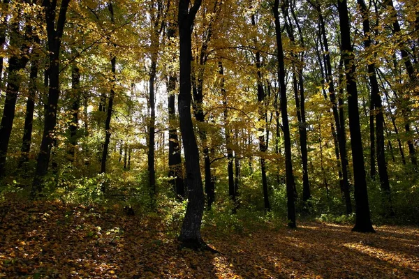 Güzel sonbahar ormanı manzarası