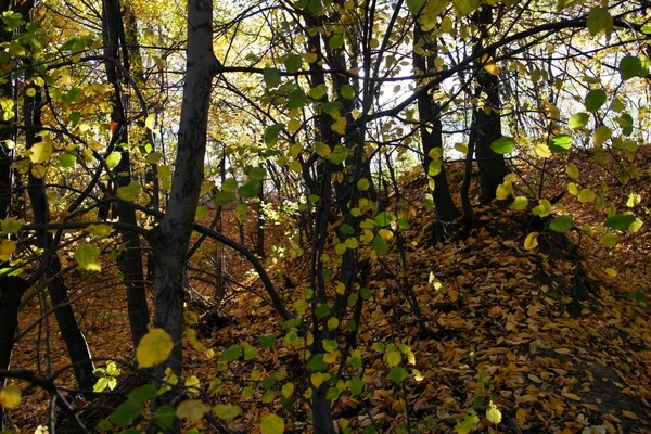 Ormanda sonbahar yaprakları