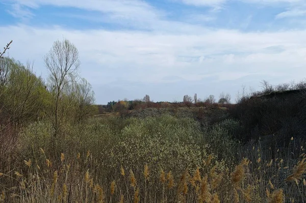 Ağaçlar ve ormanlarla dolu güzel bir manzara.