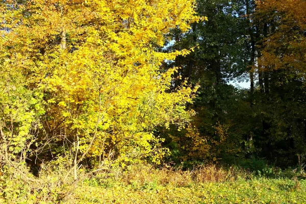 Güzel sonbahar ormanı manzarası