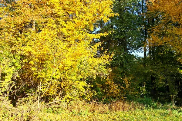 Sonbahar ormanlarının güzel manzarası 