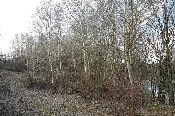 Ağaçlı ve karlı güzel bir manzara.