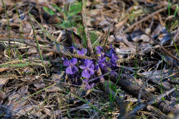森の中の紫色の花 — ストック写真