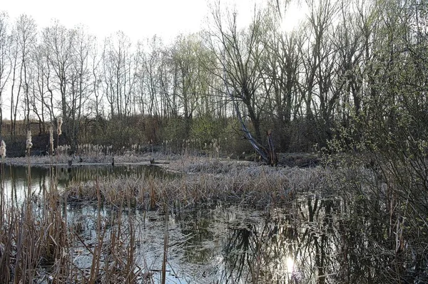 Beau Paysage Avec Arbres Neige — Photo