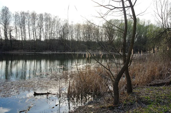 Piękna Wiosna Krajobraz Rzeką — Zdjęcie stockowe