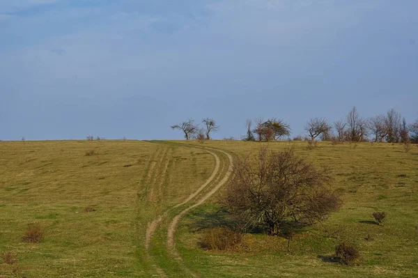 Beautiful Landscape Tree Field — Stock Photo, Image