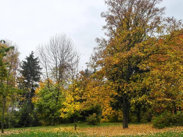 五彩缤纷的秋树风景 — 图库照片