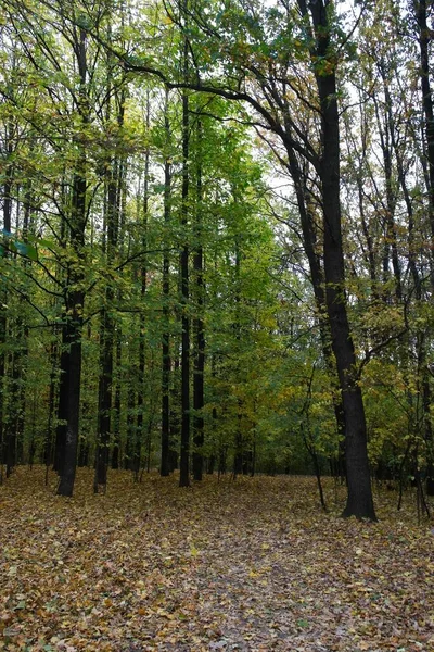 Otoño Bosque Paisaje Con Hermosos Árboles —  Fotos de Stock
