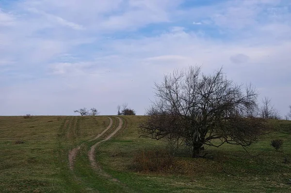 Schöne Landschaft Mit Einem Baum Und Einem Feld Von Bäumen — Stockfoto