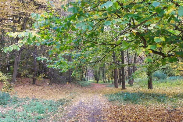Schöner Herbstpark Wald — Stockfoto