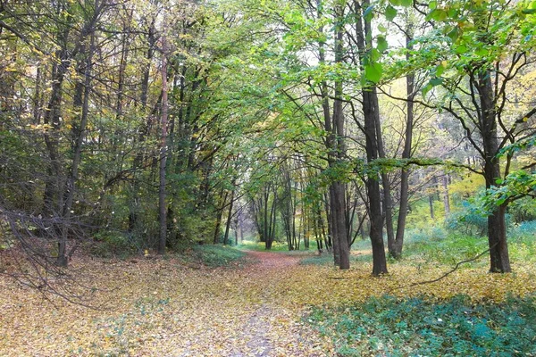Herbstliche Waldlandschaft Mit Pfad Entlang Schöner Bäume — Stockfoto