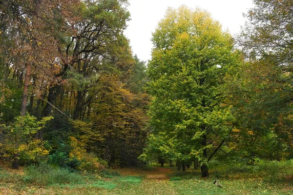 Picturesque Landscape Autumn Trees — ストック写真