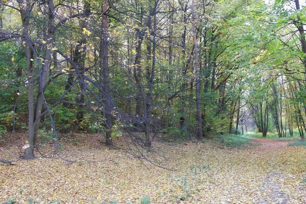 Herfst Bos Landschap Met Prachtige Bomen — Stockfoto