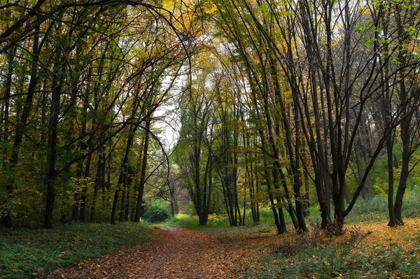 Güz ormanı manzarası ve güzel ağaçları var. 