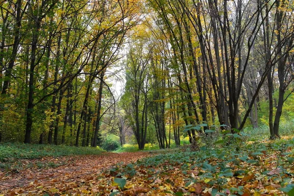 Güz ormanı manzarası güzel ağaçlar boyunca uzanan patika 