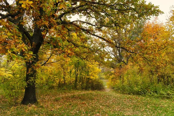 Paesaggio Pittoresco Con Alberi Autunnali — Foto Stock