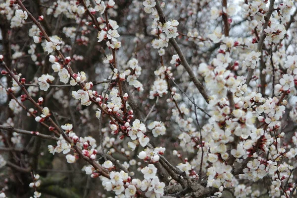 Schöne Frühlingsblumen Auf Dem Baum Frühjahrsblüte — Stockfoto