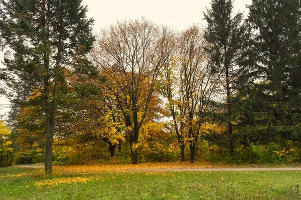 Paesaggio Pittoresco Con Alberi Autunnali — Foto Stock