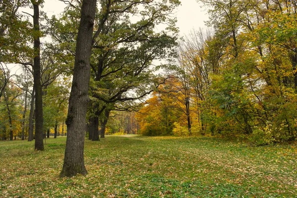 Schilderachtig Landschap Met Herfstbomen — Stockfoto