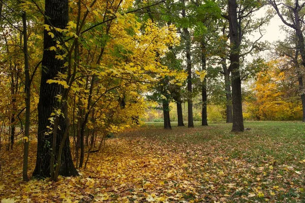 Malowniczy Krajobraz Jesiennymi Drzewami — Zdjęcie stockowe