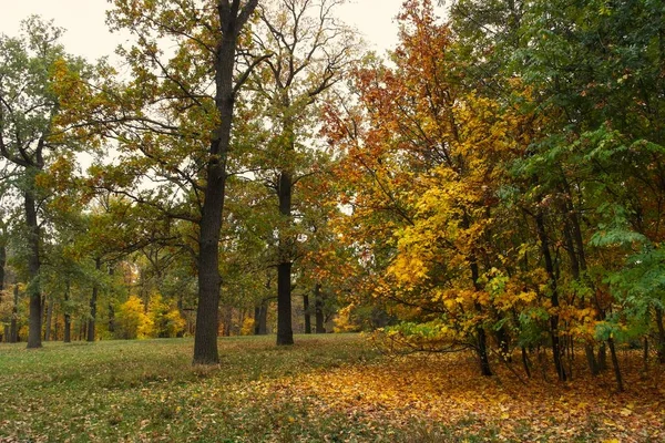 sonbahar ağaçlarıyla resmedilmiş manzara