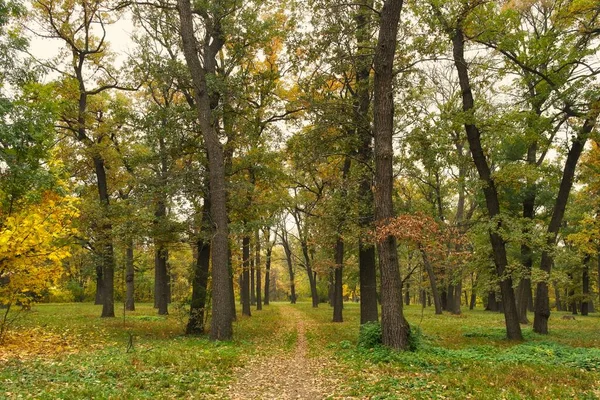 sonbahar ağaçlarıyla resmedilmiş manzara