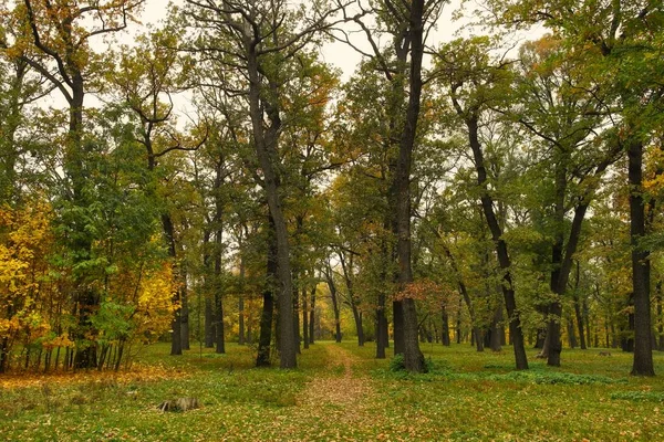 sonbahar ağaçlarıyla resmedilmiş manzara
