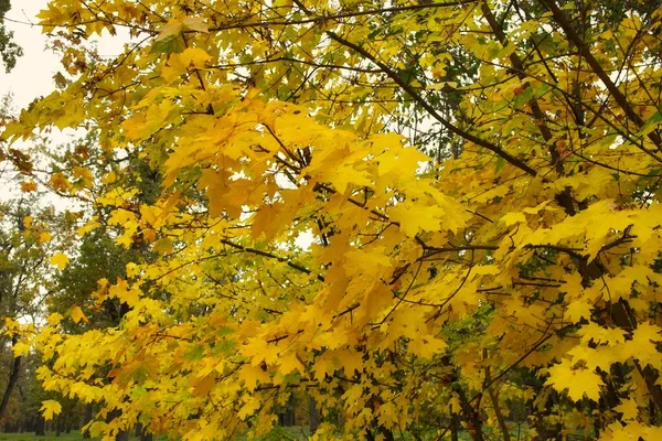 Żółty Jesienny Liść Lesie — Zdjęcie stockowe