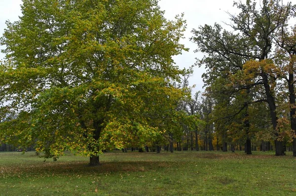 Schilderachtig Landschap Met Herfstbomen — Stockfoto